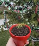 Red Collage Christmas Sale Instagram Post