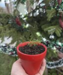 Red Collage Christmas Sale Instagram Post
